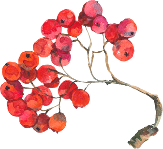 Watercolor red rowan, forest berries